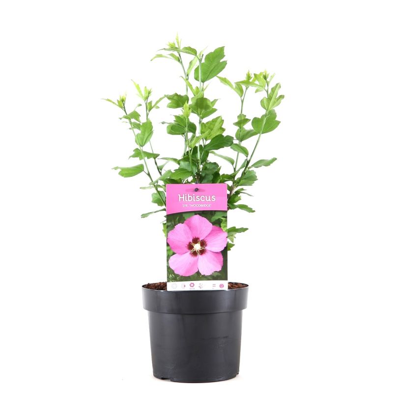 Hibiscus Woodbridge