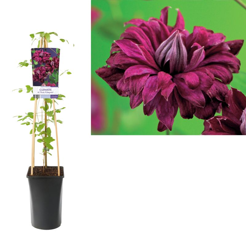 Clematis Purpurea Plena Elegans