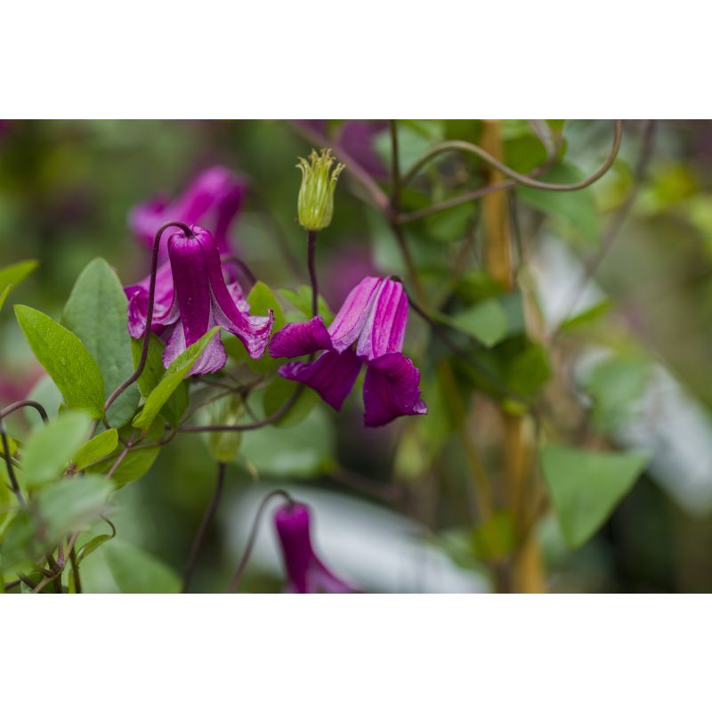 Clematis Queen Mother