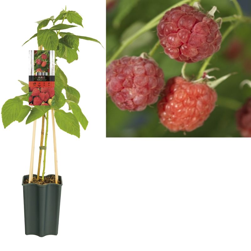 Rubus Malling Promise