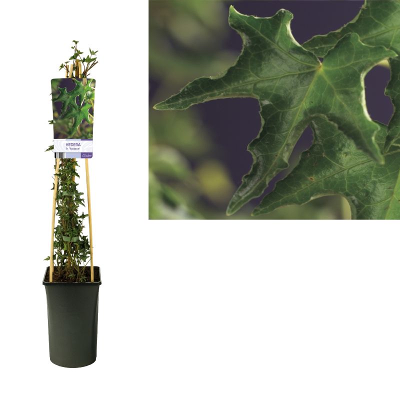 Hedera Ivalace