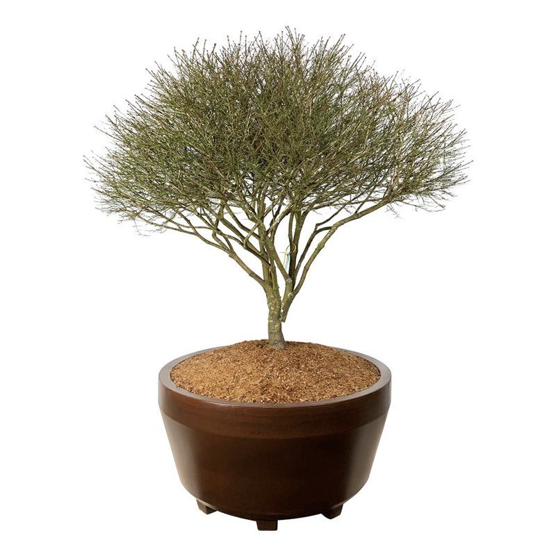 Euonymus Compactus - scherm