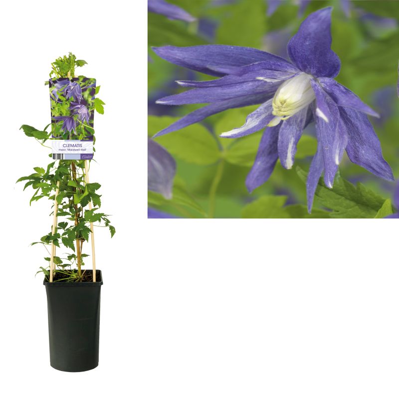 Clematis Maidwell Hall