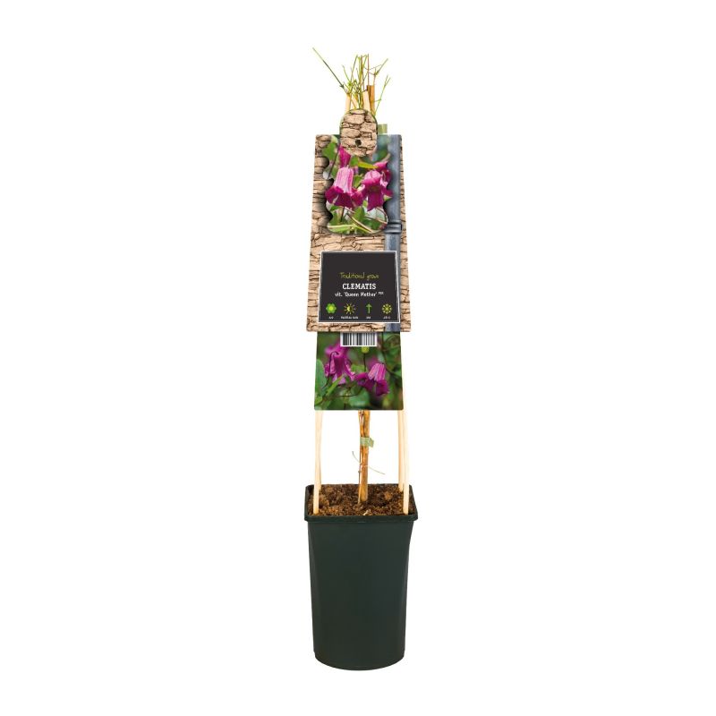 Clematis Queen Mother