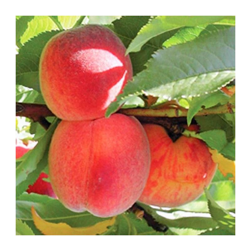 Prunus Avalon Pride - leiboom