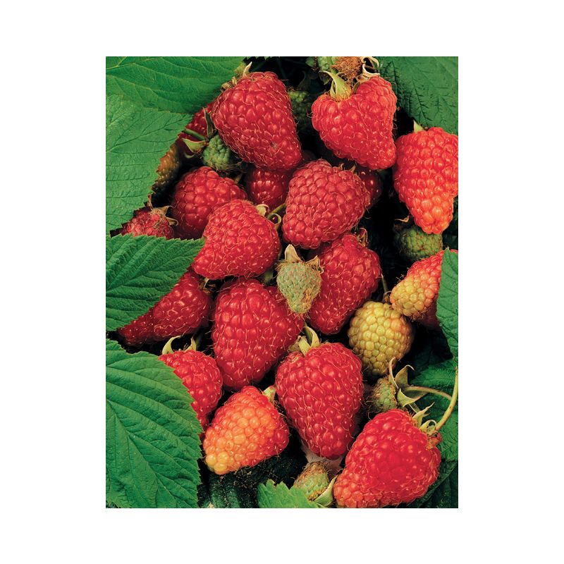 Rubus Tulameen