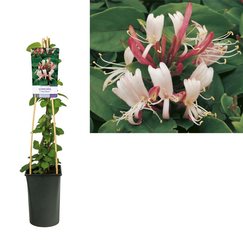Lonicera Red World