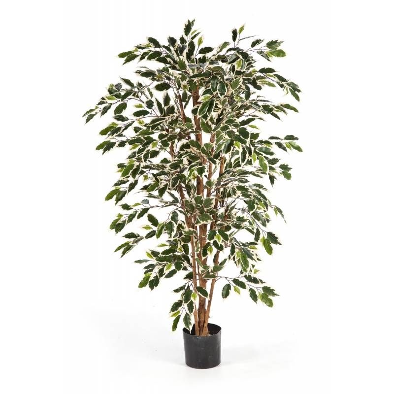 Ficus nitida variegata - kunstplant
