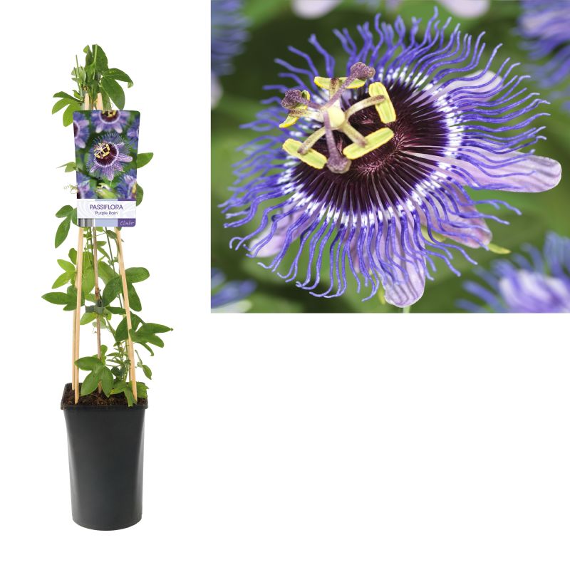 Passiflora Purple Rain
