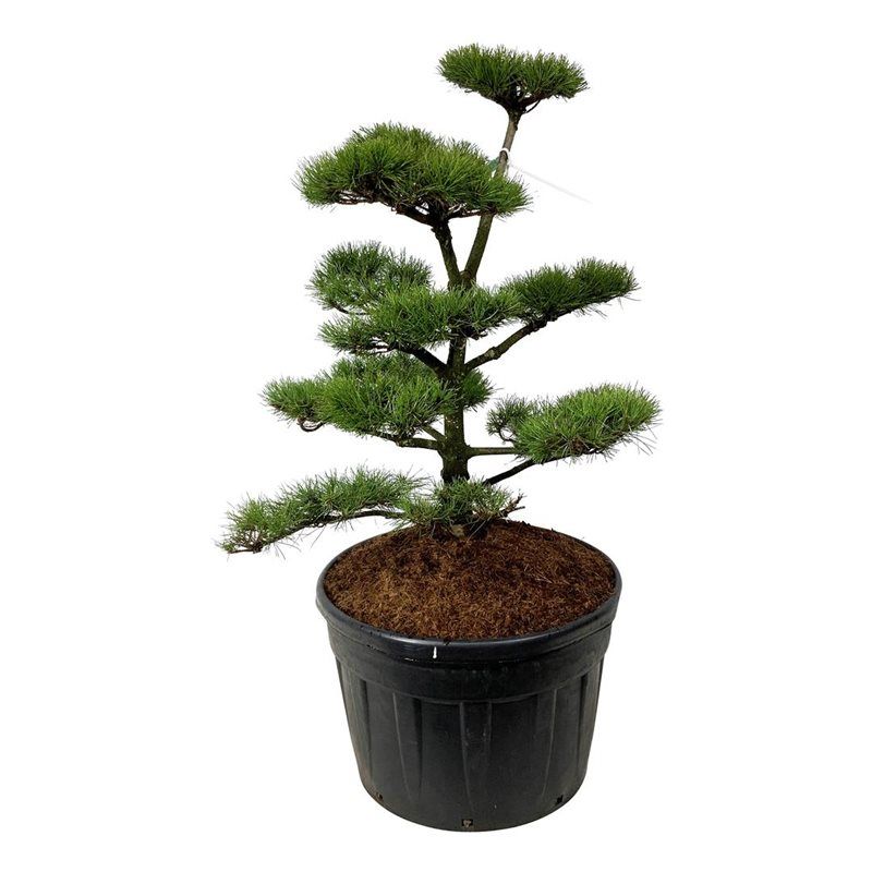 Pinus contorta - bonsai