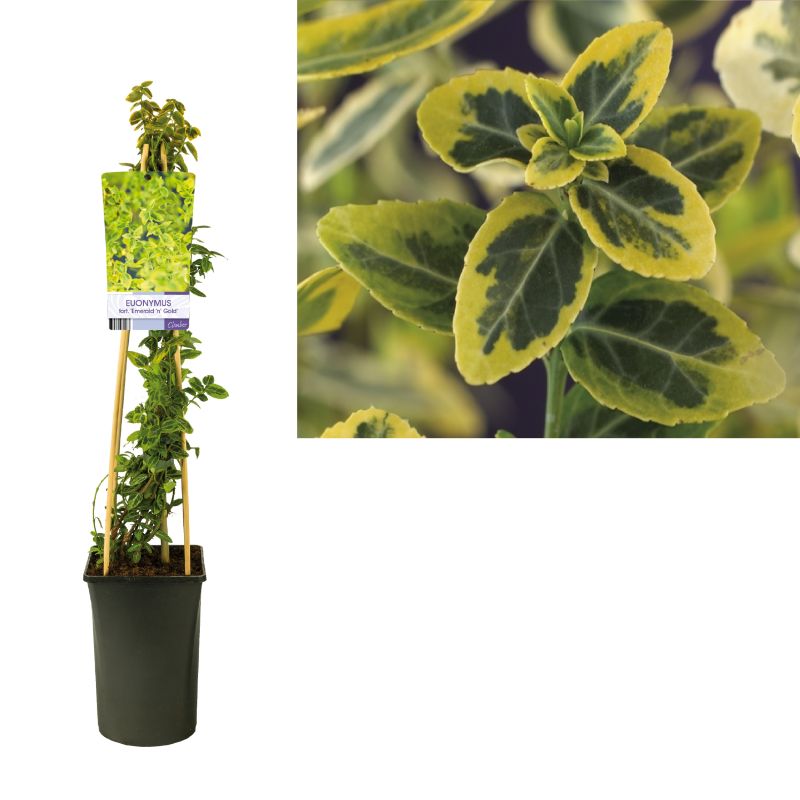 Euonymus Emerald 'n Gold