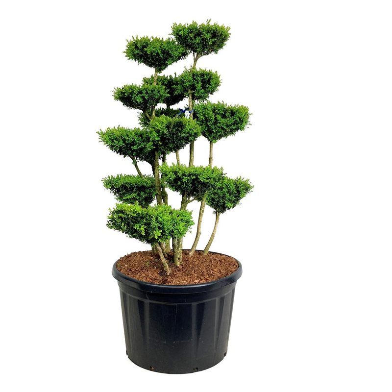 mini hochdruckreiniger bonsai Miniature Pagoda Tower, Miniature Pagoda Statue, Bonsai Decoration, Garden Statues , Bonsai Figurines main image 0