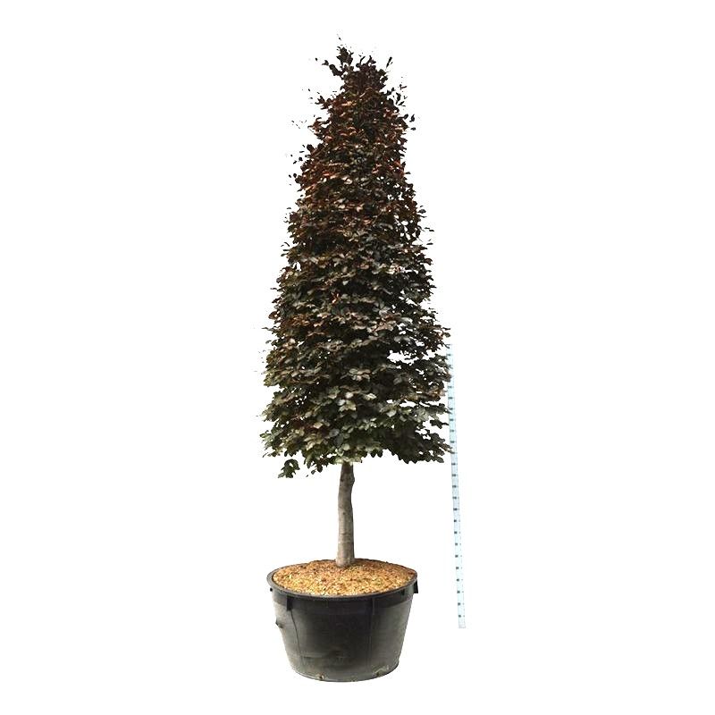 Fagus Atropunicea - piramide