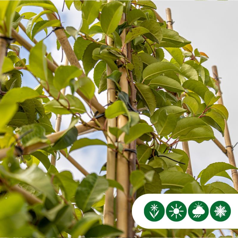 Prunus Tico - dakboom
