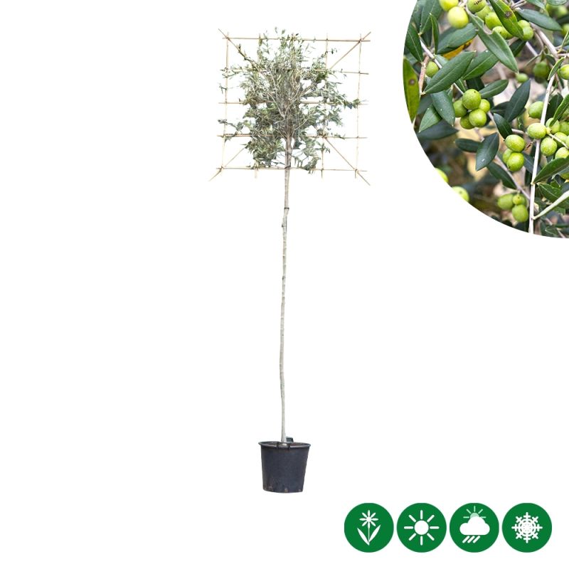 Olea europaea - leiboom