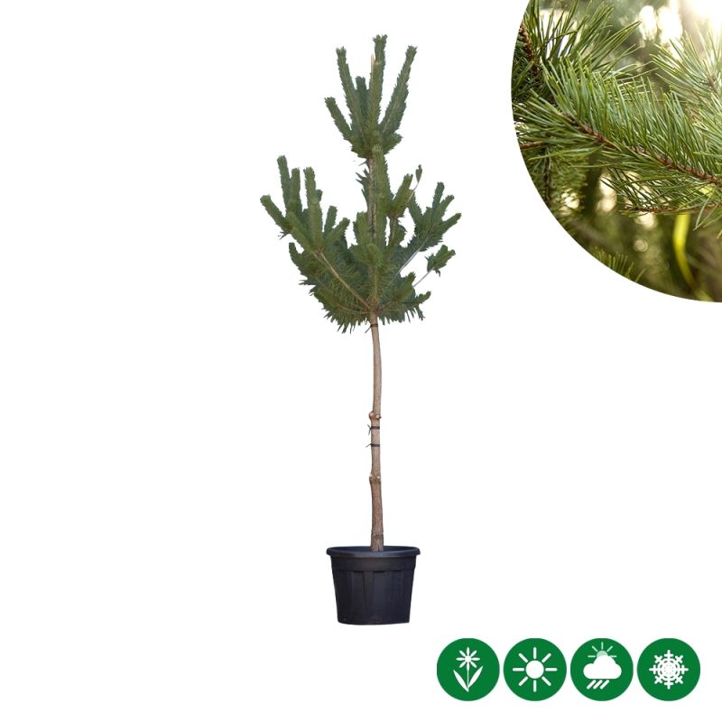 Pinus sylvestris