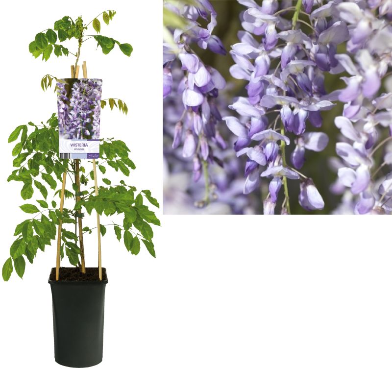 Wisteria sinensis