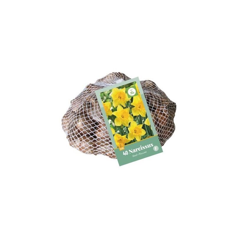 Narcissus Geel - 40 stuks
