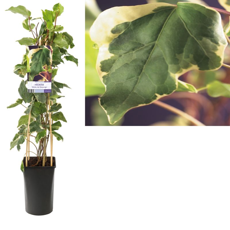 Hedera Gloire de Marengo
