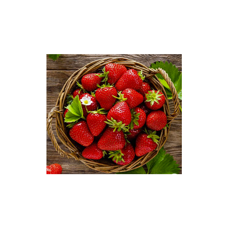 Fragaria ananassa 