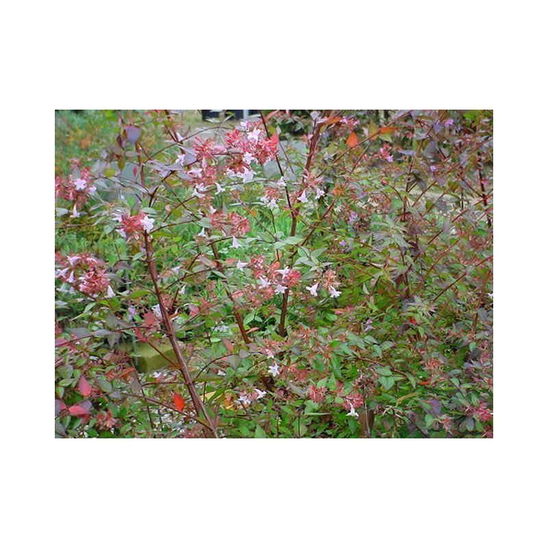 Abelia grandiflora