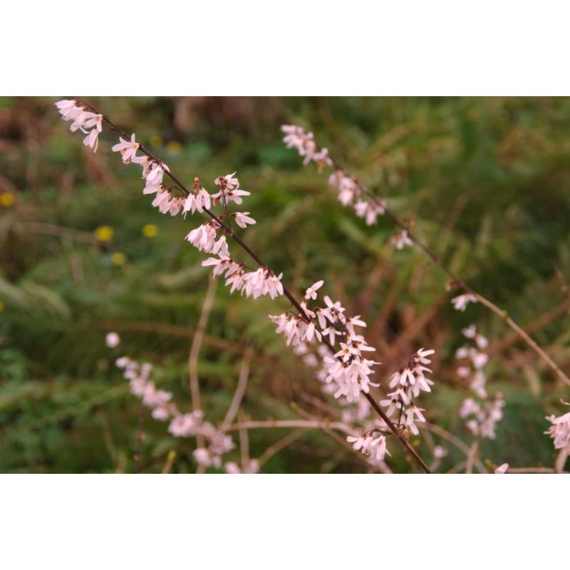 Abeliophyllum Roseum