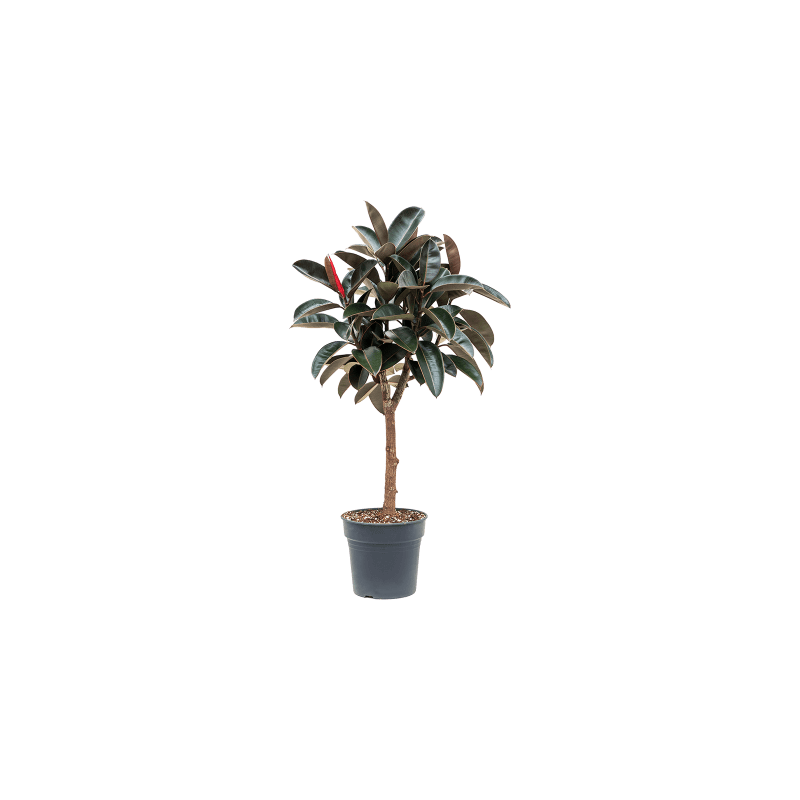Ficus Abidjan op stam
