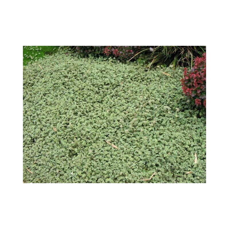 Acaena buchananii 