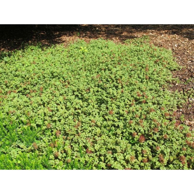 Acaena microphylla