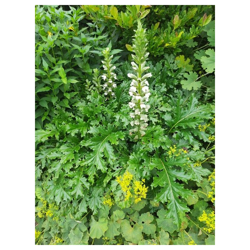 Acanthus White Lips