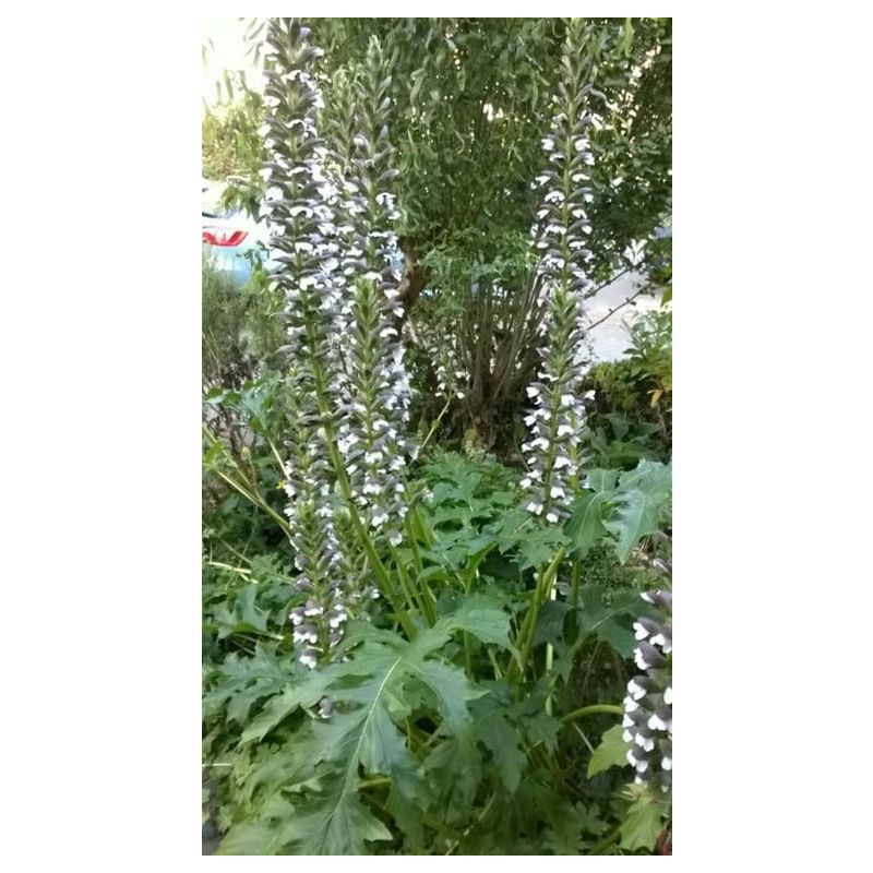 Acanthus mollis