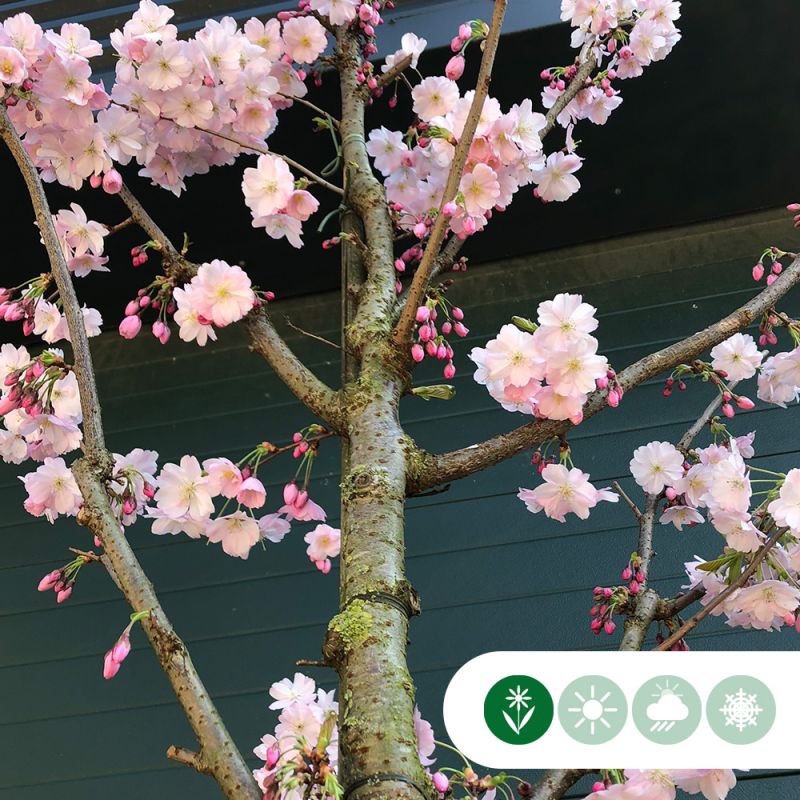 Prunus Accolade
