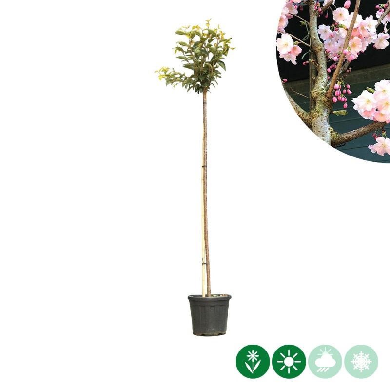 Prunus Accolade