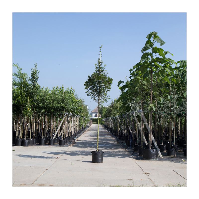 Acer Huibers Elegant