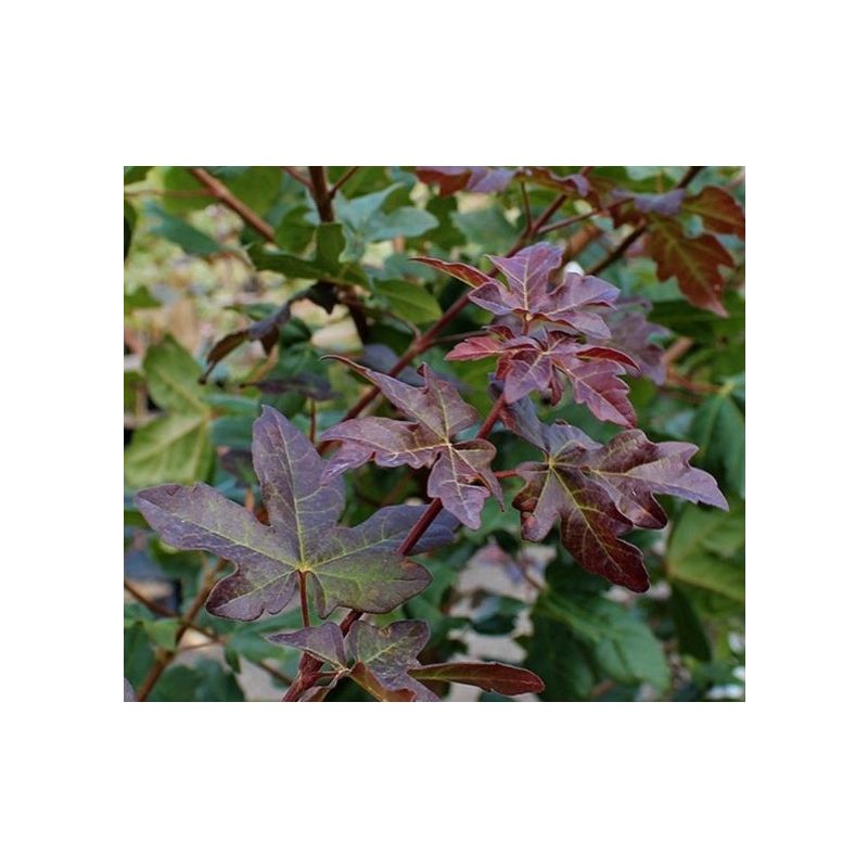 Acer Red Shine