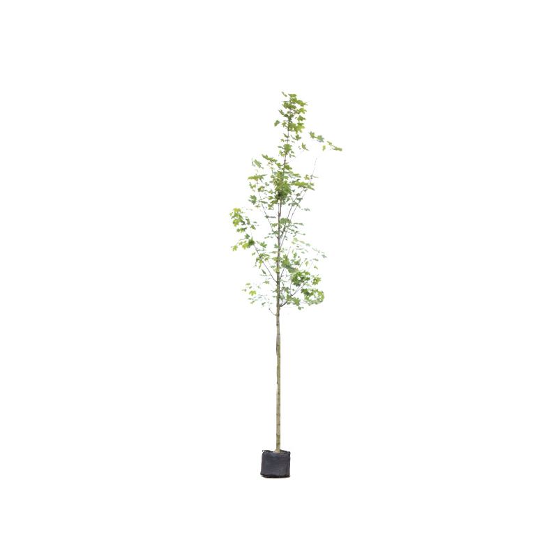 Acer Emmerald Queen