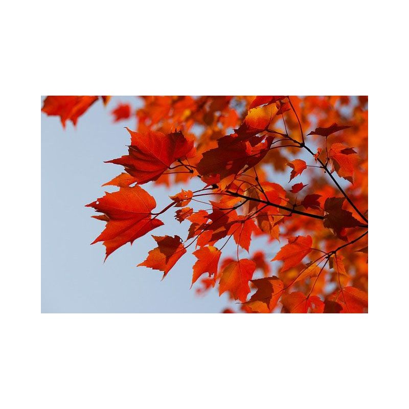 Acer griseum 