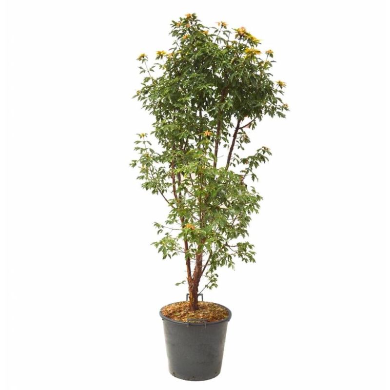 Acer griseum 