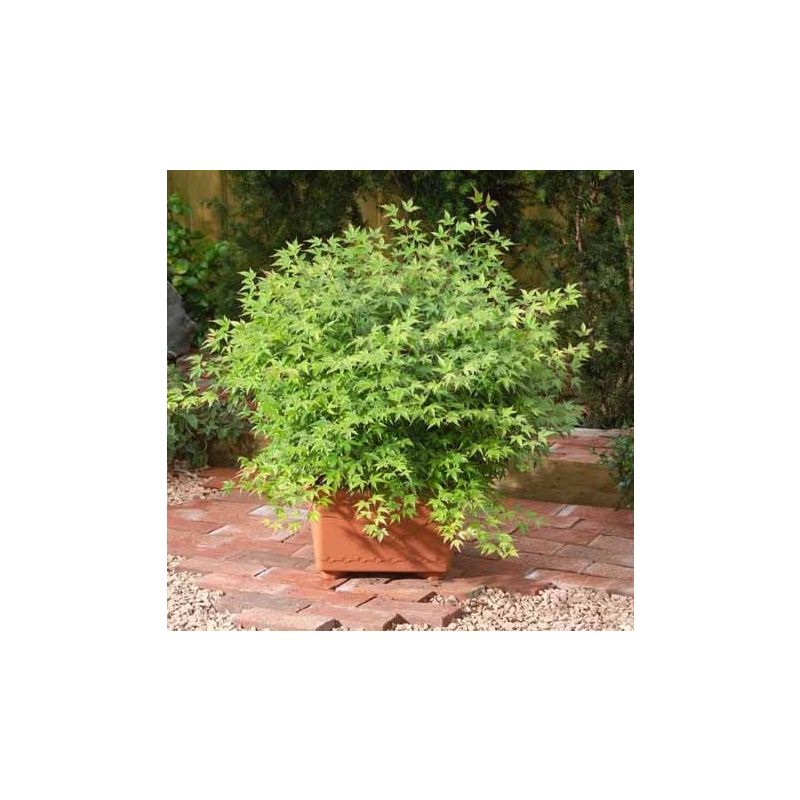 Acer Little Princess