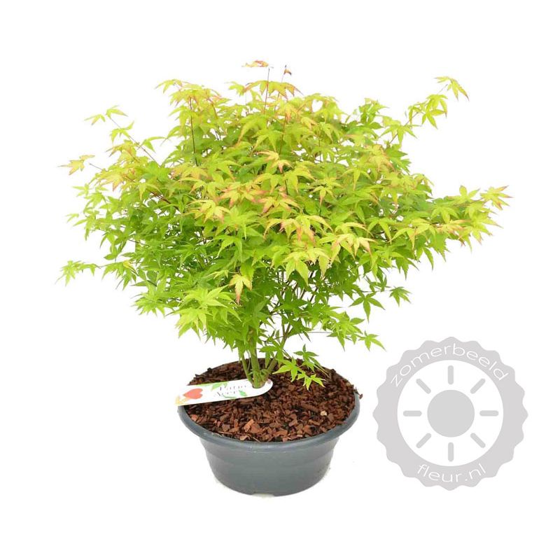 Acer Little Princess