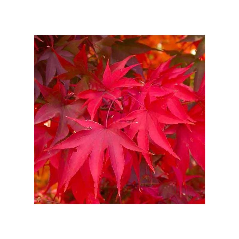Acer Osakazuki
