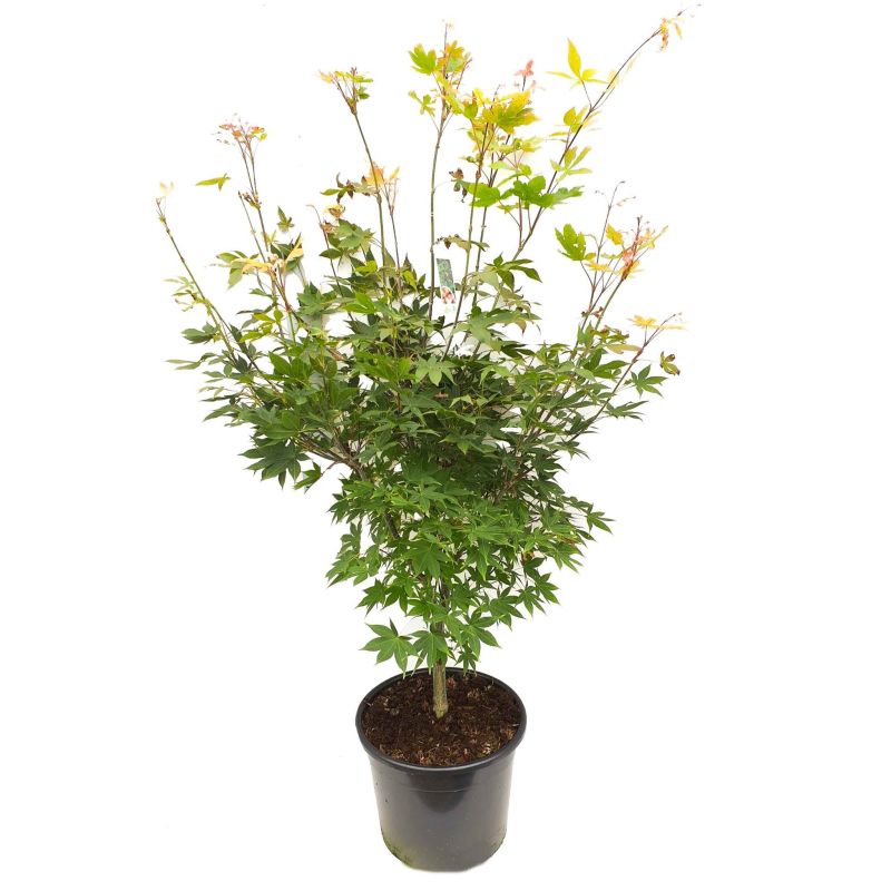 Acer Osakazuki