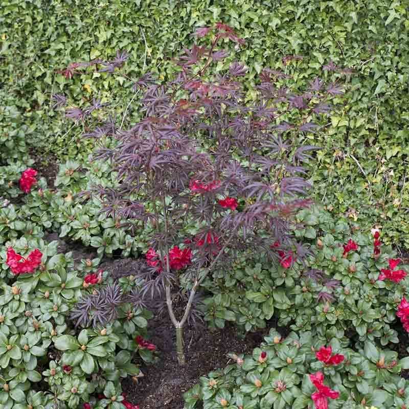 Acer Trompenburg
