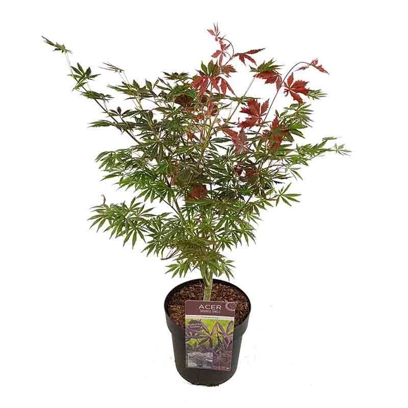 Acer Trompenburg