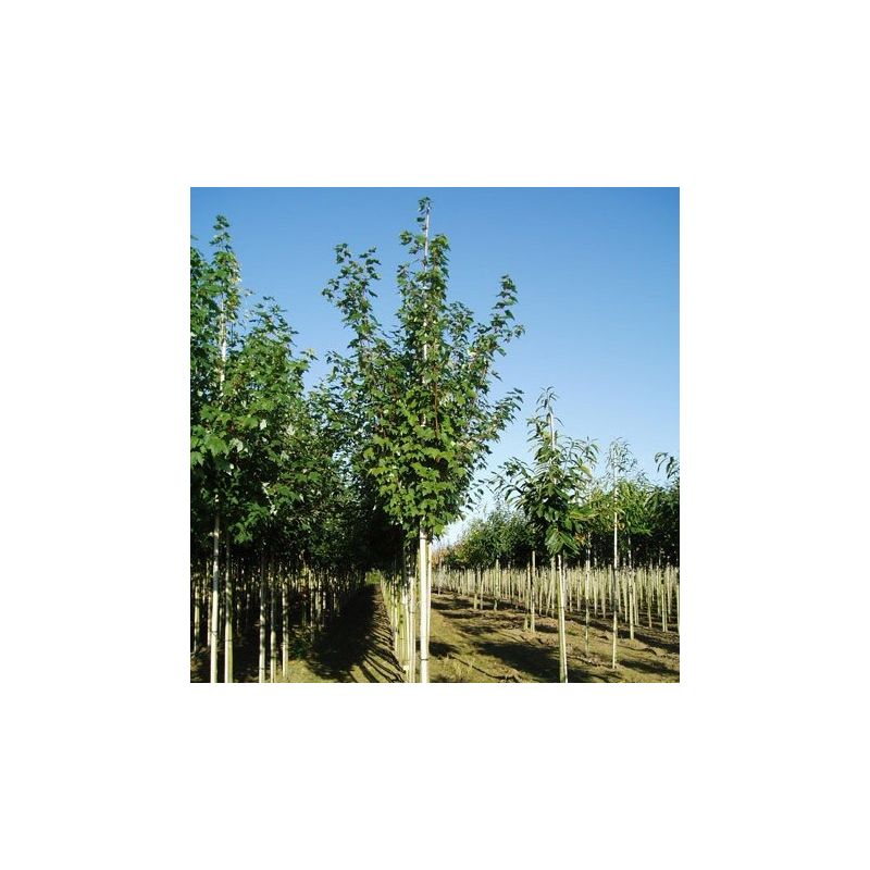 Acer rubrum