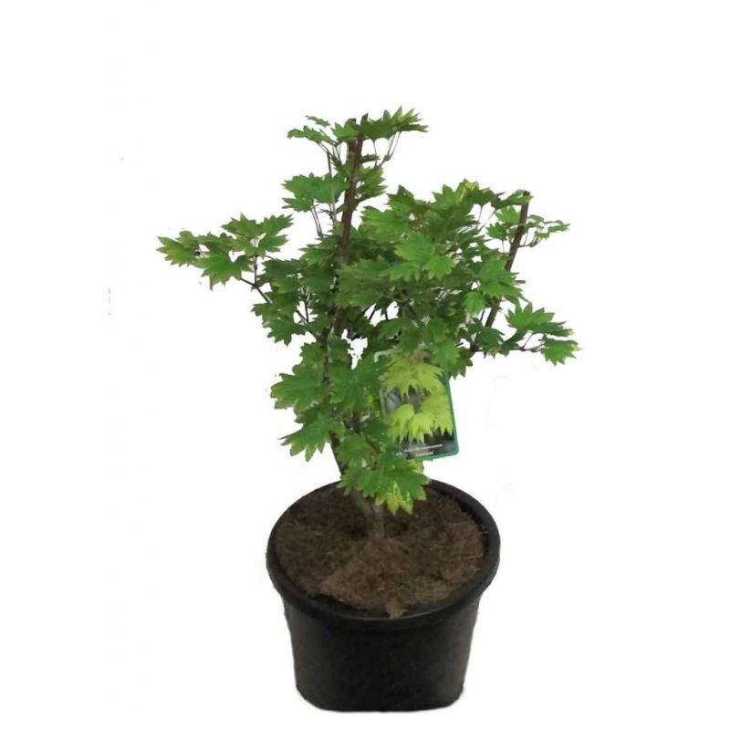Acer Aureum