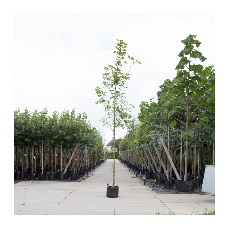Acer Emmerald Queen