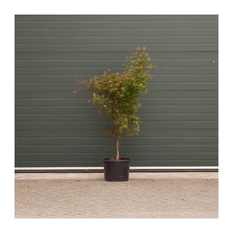 Acer Osakazuki