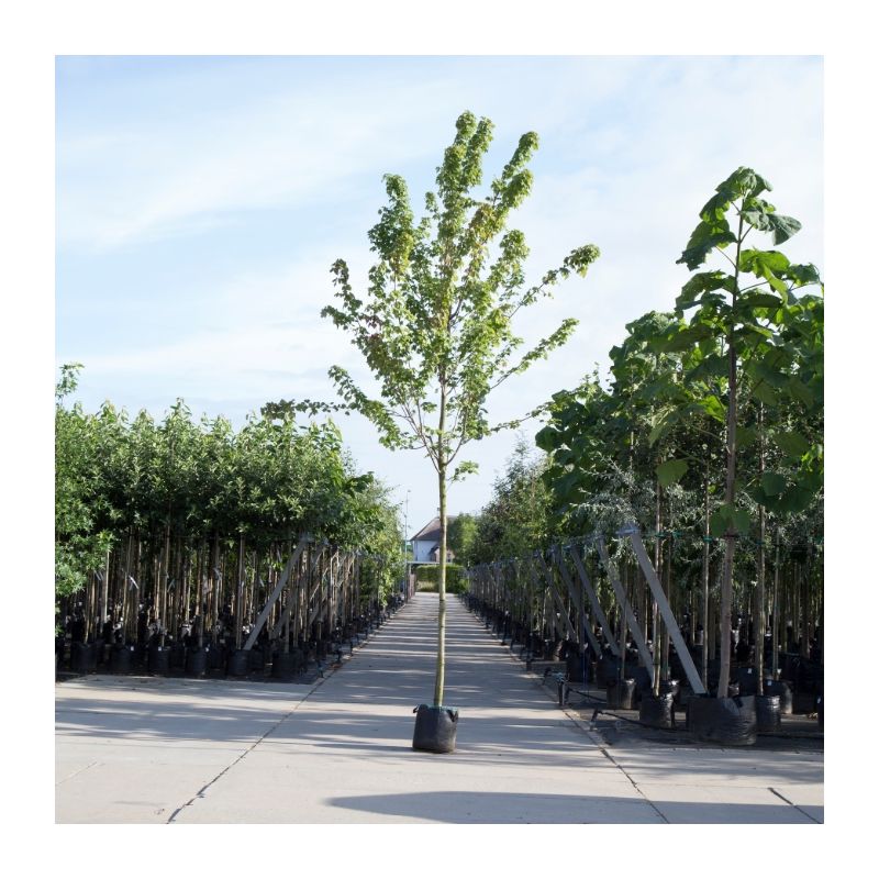 Acer rubrum
