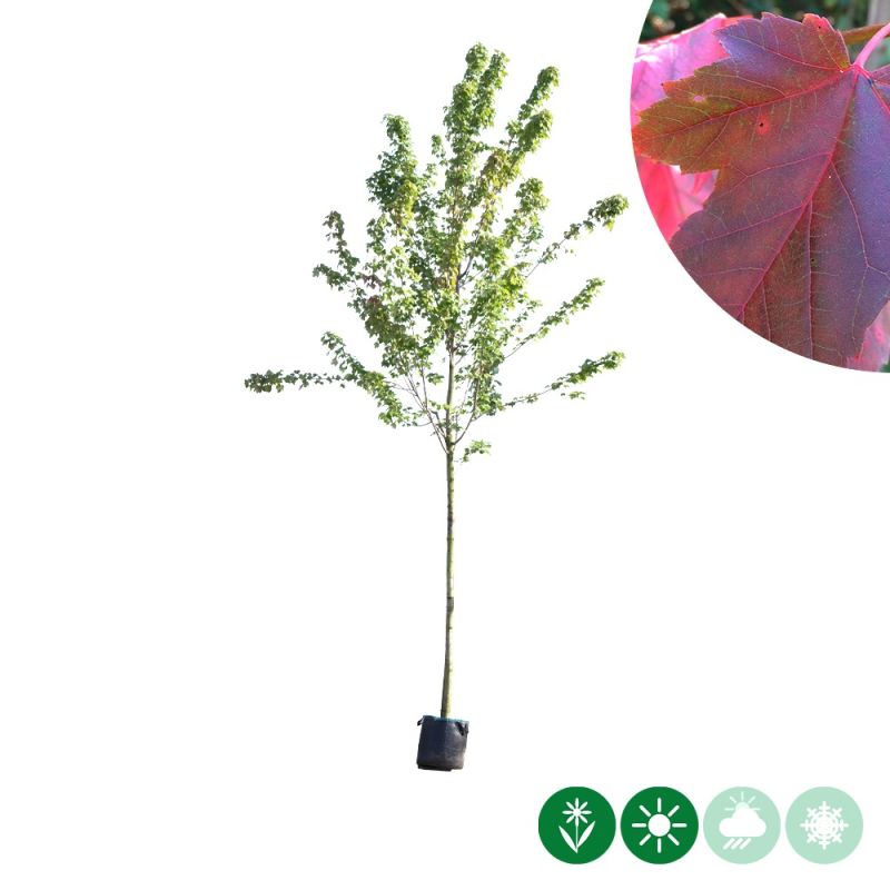 Acer rubrum
